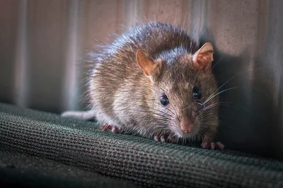 How to Get Rid of Rats in Norway: Step-by-Step Guide for Homeowners